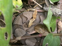 Agkistrodon contortrix