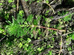 Myriophyllum aquaticum