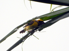 Ploceus philippinus