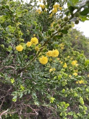 Acacia paradoxa