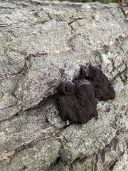 Stemonitis splendens