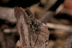 Formicidae
