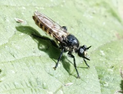 Laphria