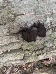 Stemonitis splendens