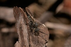 Formicidae