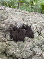 Stemonitis splendens