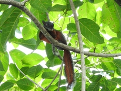 Sciurus aureogaster