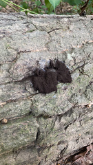 Stemonitis splendens