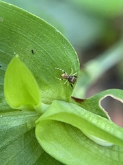 Zygoballus rufipes
