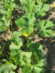 Cucurbita moschata