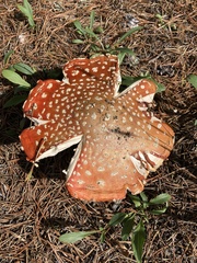 Amanita muscaria flavivolvata