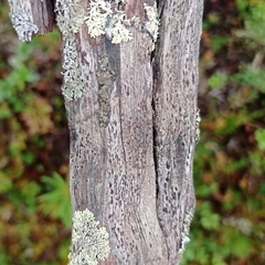 Xylographa parallela