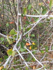 Cercocarpus betuloides