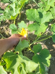 Cucurbita moschata
