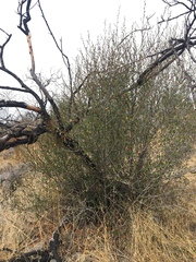 Cercocarpus betuloides