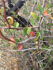 Cercocarpus betuloides