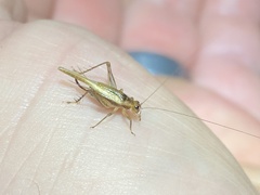 Anaxipha exigua