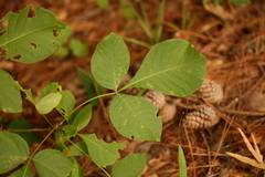 Ptelea trifoliata