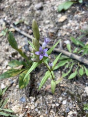 Gentianella amarella