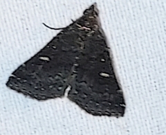 Tetanolita mynesalis