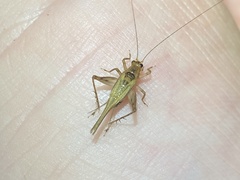 Anaxipha exigua