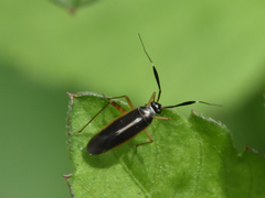 Garganus albidivittis