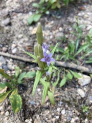 Gentianella amarella