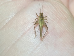 Anaxipha exigua