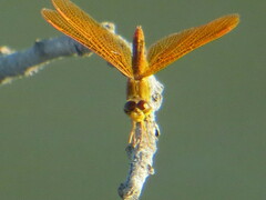 Perithemis intensa