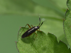 Garganus albidivittis