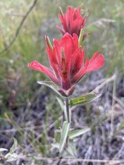 Castilleja miniata