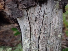 Xylographa parallela