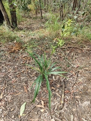 Dianella caerulea