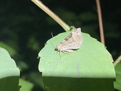 Xanthorhoe lacustrata