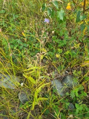 Lactuca sibirica