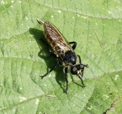 Laphria