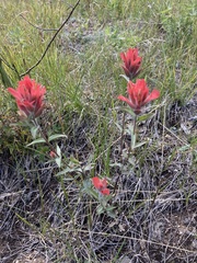 Castilleja miniata