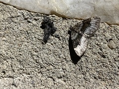 Xanthorhoe lacustrata