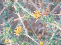 Centromadia parryi australis