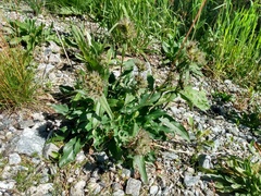 Penstemon whippleanus