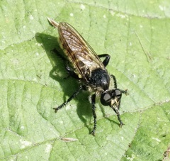 Laphria