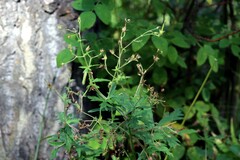Geranium richardsonii