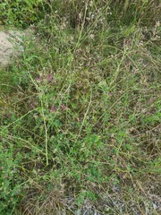 Medicago