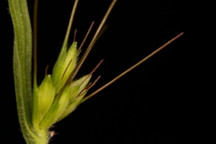 Oplismenus hirtellus