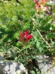 Castilleja rhexiifolia