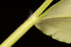 Oplismenus hirtellus