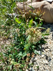 Penstemon whippleanus