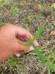Dichanthelium commonsianum