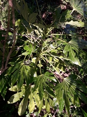 Fatsia japonica