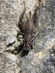 Velarifictorus micado